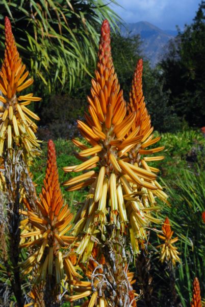 Aloe vanbelenii Los Angeles arboretum