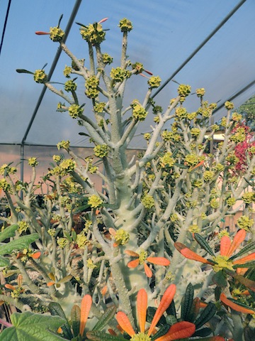 Dorstenia gigas in flower Feb Petra.jpg
