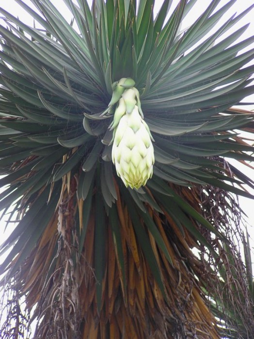 Yucca filiferi flower end May.jpg