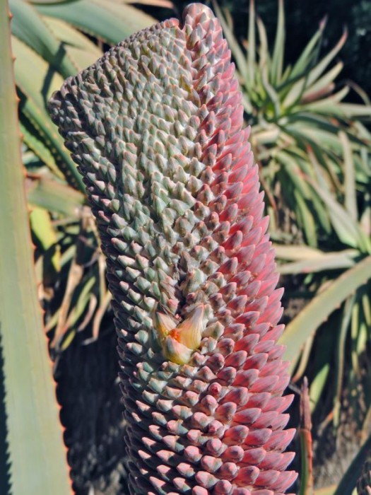 Aloe speciosa crested flower.jpg