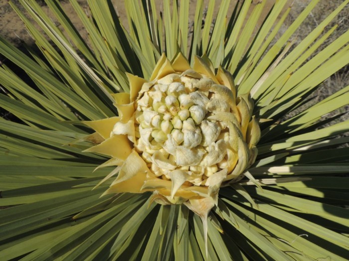 Yucca brevifolia opening flower panicle top view.jpg