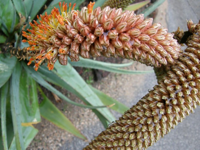 Aloe castanea oddball flower.jpg