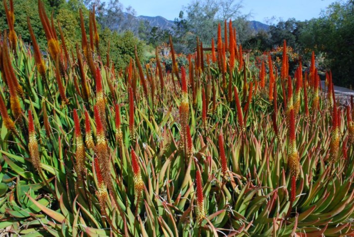 Aloe vryheidensis hybrids