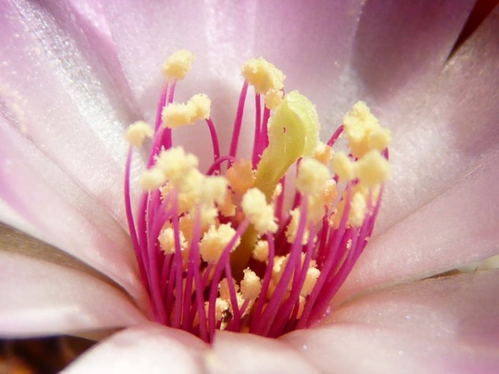 Sulcorebutia rauschii (pale flower)