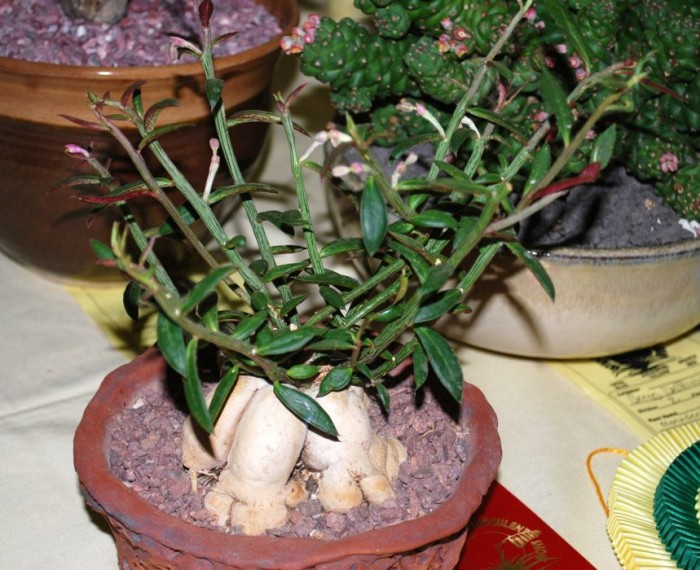 Monadenium neorubella aka montanum rubellum.jpg