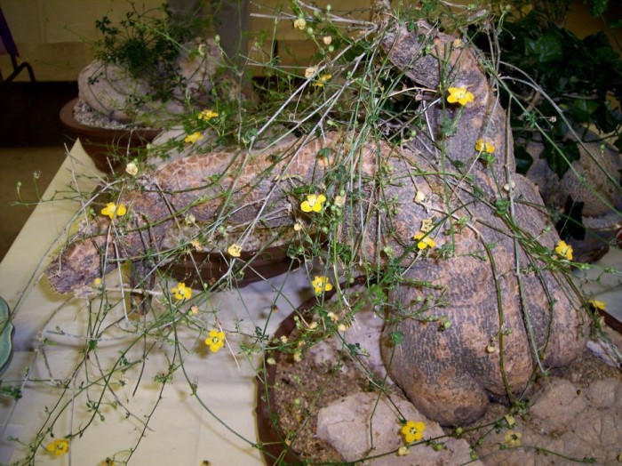 Mormodica rostrata Cucurbitaceae.jpg