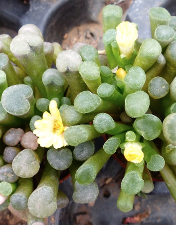 Frithia humilis à fleurs jaunes.jpg