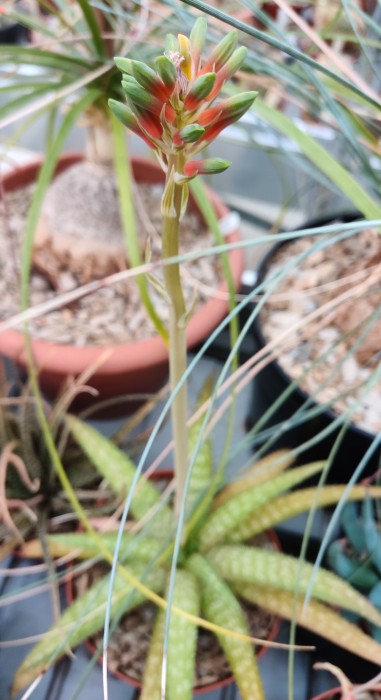 Aloe ellenbeckii.jpg