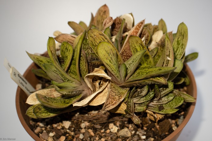 Gasteria &quot;Little Warty&quot;