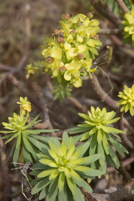 Euphorbia regis-jubae, La Graciosa WB20180202 121252.jpg