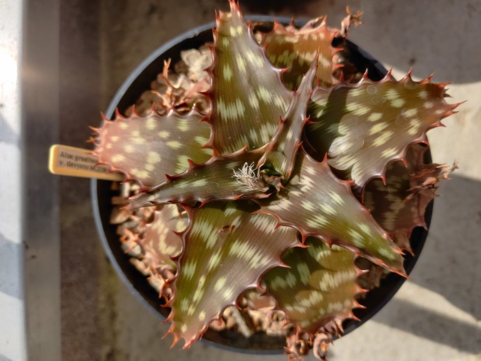Aloe greatheadii v. davyana MC2236.jpg