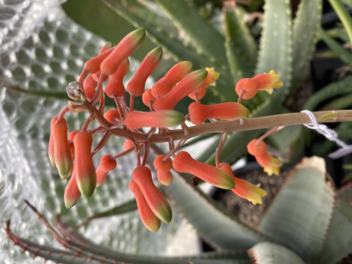 Aloe ellenbeckii 2