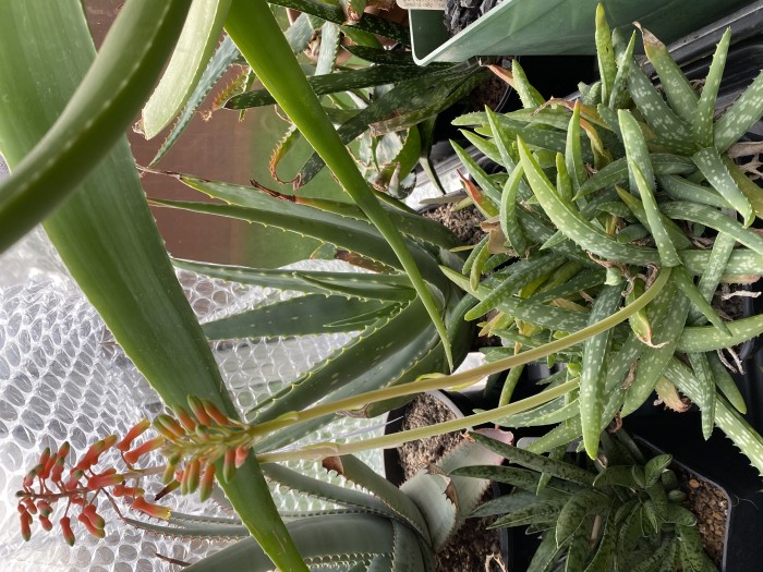 Aloe ellenbeckii 1