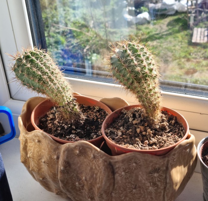2 small mystery cacti.jpg